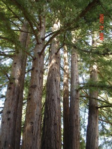 Redwoods at MH